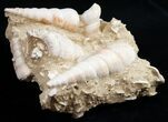 Beautiful Fossil Turritella Cluster - France #10322-2
